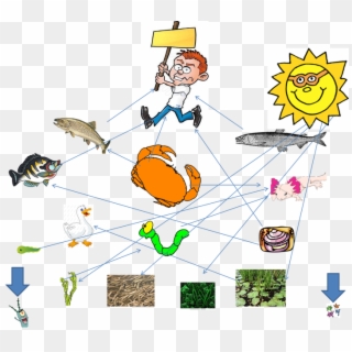 Food Web For Axolotl - Food Chain Of An Axolotl Clipart