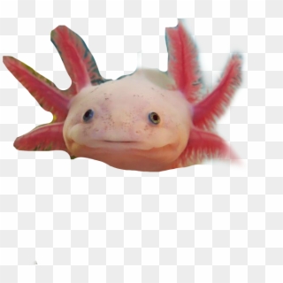 Axolotl Sticker - Stuffed Toy Clipart
