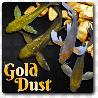Gold Dust Butterfly Koi Free Shipping Gold Dust Butterfly - Koi Clipart