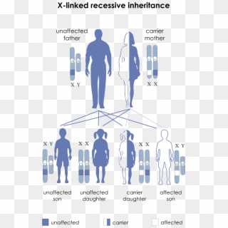 Occipital Horn Syndrome - Sex Linked Recessive Clipart