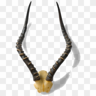 African Antelope Horns - Antelope Horn Png Clipart