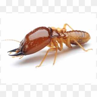 Are You Rolling Out The Welcome Mat For Termites - Termite Insect Clipart