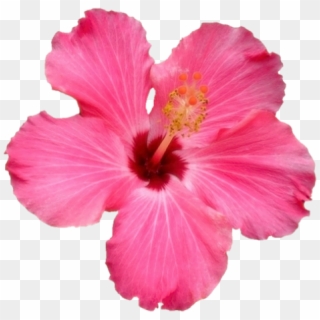 #flower #hawaii - Pink Hawaiian Flower Transparent Clipart