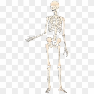Skeletal System - Bone Clipart