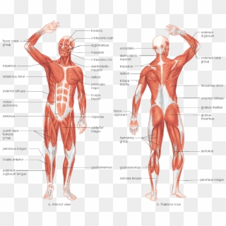 Responsible For The Movement Of The Human Body As It - Labeled Front Muscular System Clipart