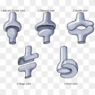 These Fully-movable Joints Between Bones Allow A Wide - Pivot Meaning In Urdu Clipart