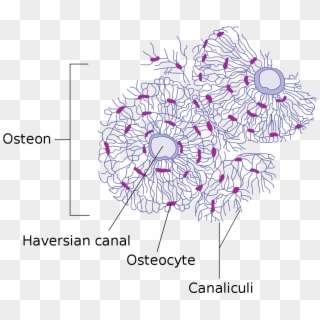 Haversian Canal Clipart