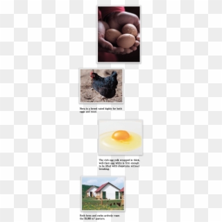 Nera Is A Breed Rated Highly For Both Eggs And Meat - Egg Clipart