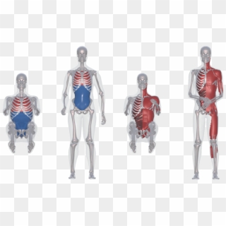 Stature - Anatomy Human Body For Model Clipart