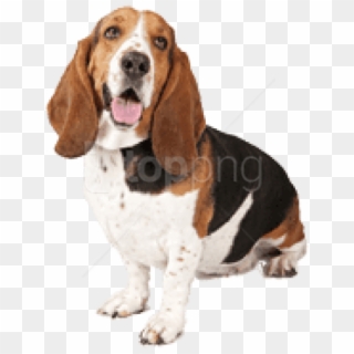 Free Png Download Basset Dog Looking Up Right Png Images - Basset Hound And English Bulldog Clipart