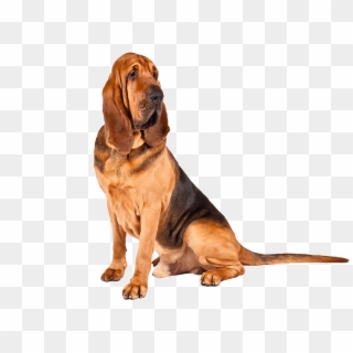 Bloodhound Dog Breed Information Pinterest A - Bloodhound Png Clipart