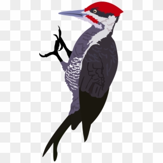 Woodpecker Png - Woodpecker Clipart Transparent Png