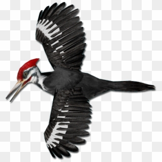 Woodpecker Png - Pileated Woodpecker Png Clipart