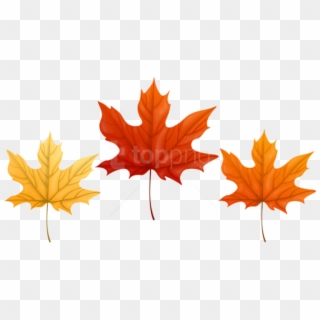 Download Autumn Leaves Transparent Clipart Png Photo - Maple Leaf
