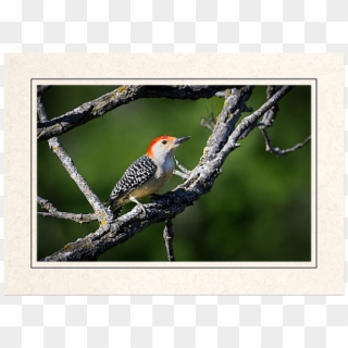 Red Bellied Woodpecker Clipart