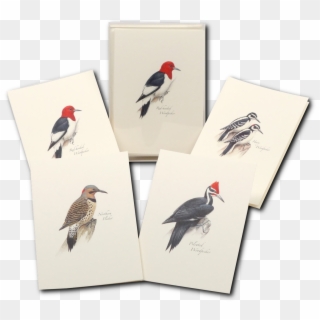 Peterson's Woodpecker Assortment Boxed Notes - Woodpecker Clipart