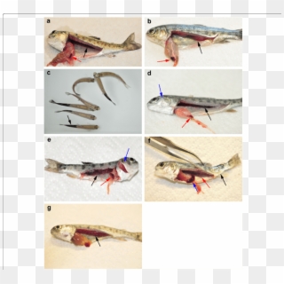 Comparative Clinical Appearance Of Pkd And Wd On Rainbow - Pkd Trout Clipart