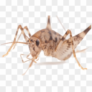 Cavecrickettiny - Mosquito Clipart