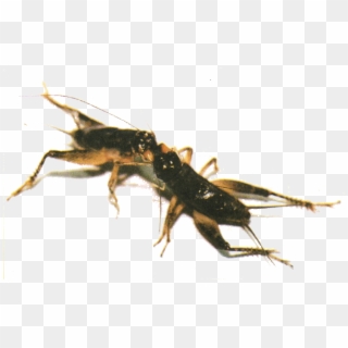 Many Of The Fighting Crickets Are Also Kept For Their - Japanese Fighting Crickets Clipart