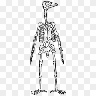 This Free Icons Png Design Of Bird Skeleton Standing - Bird Skeleton Clip Art Transparent Png