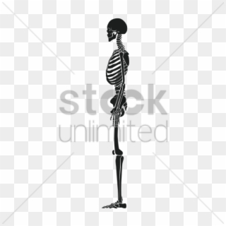Side View Of Human Skeleton V矢量图形 - Stockunlimited Clipart