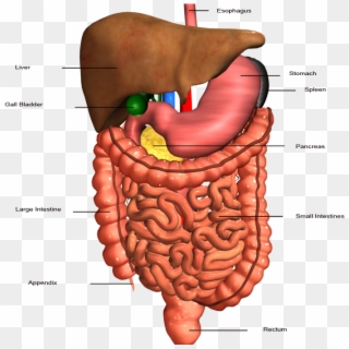 Hbs 3.2 2 Digestive System Clipart