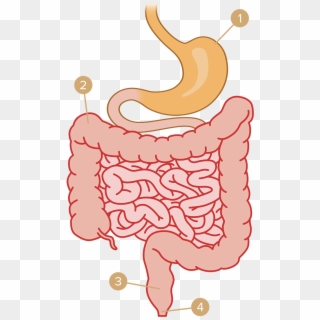 Stool Is Pushed Out Through The Intestine By An Involuntary - Intestin Png Clipart
