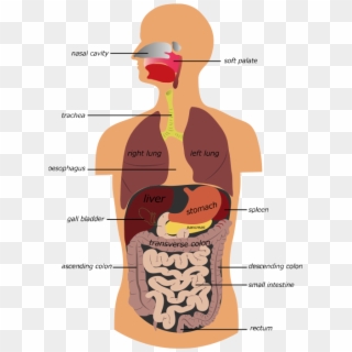 The Gastrointestinal Tract And Accessory Organs - Our Digestive System Clipart