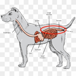 Short Digestive Tracts And Gastrointestinal Systems, - Dog Digestive System Png Clipart