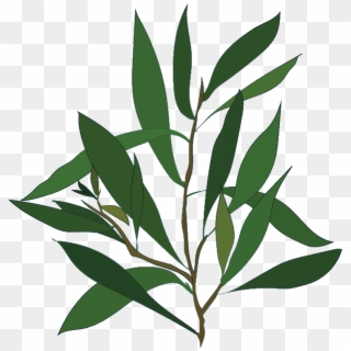 Teatree , Png Download - Tea Tree Oil Png Clipart