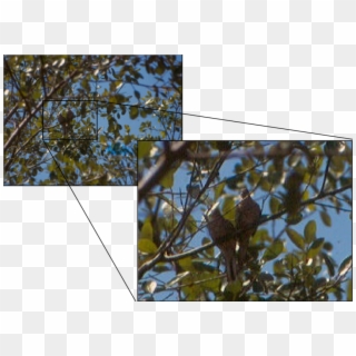 Pareja De Tortolita Escamada En Unos Arbustos En Ceiba - Gambel Oak Clipart
