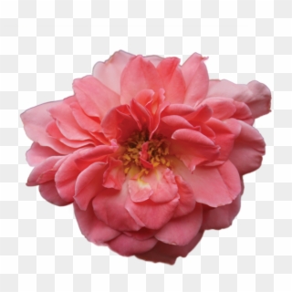 Live Rose - Artificial Flower Clipart