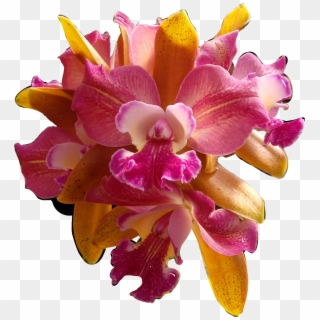 #flores #flowers #orquídeas #orquid #catarinazs - Christmas Orchid Clipart