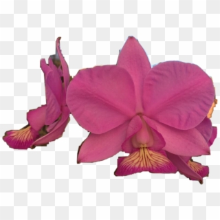 Orquideas - Orchids Of The Philippines Clipart