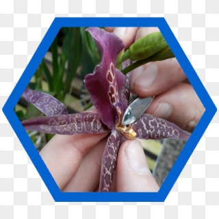 Como Fazer Cruzamentos E Criar Suas Próprias Orquídeas - Iris Clipart