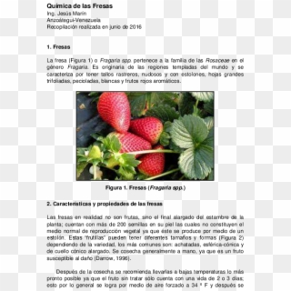 Pdf - Planta De La Fresa Clipart