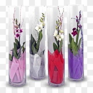 Orquídeas Em Tubo De Vidro - Bouquet Clipart