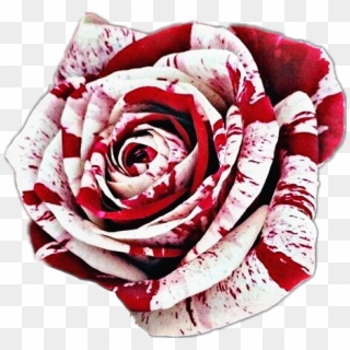#bloody #rose #red #white - Bloody Rose Transparent Background Clipart