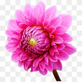 Dahlia Flower ダリア の 花 柄 白黒 イラスト Clipart Pikpng