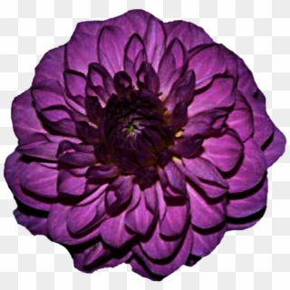 Go To Image - Purple Flower Clipart