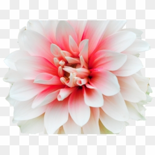 Peach Dahlia Flowers Png Clipart