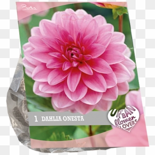 7200 Dahlia Onesta Per 1 Urban Flowers - Dahlia Clipart