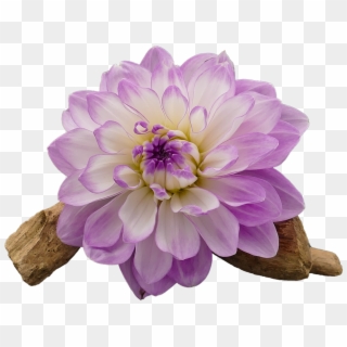 Dahlia, Dahlia Flower, White, Violet, Isolated, Cut - Dahlia Flower White And Purple Clipart