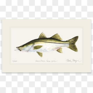 Snook Drawing Atlantic - Bass Clipart