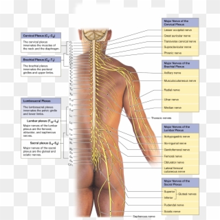 Spinal Nerves Extend To Form Peripheral Nerves, Sometimes - Lower Back Nerve Anatomy Clipart