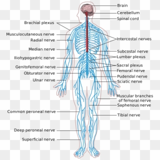 What Structures Are Part Of The Peripheral Nervous - Human Body System Nervous Clipart