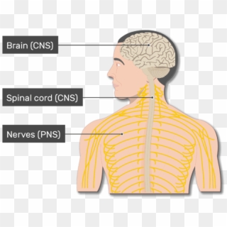 An Image Of The Body Showing The Nerves , Spinal Cord, - Man Clipart