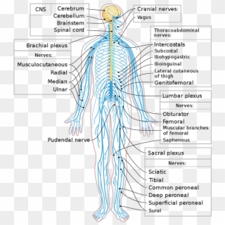In The Peripheral Nervous System, The 12 Pairs Of Cranial - Peripheral Nervous System Clipart