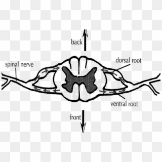 Image Of Back And Front Spinal Nerves - Transversal De La Medula Espinal Clipart