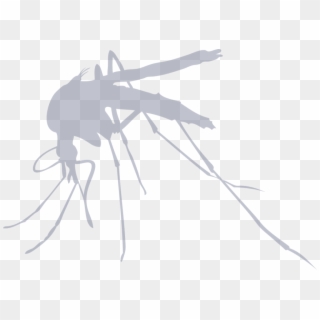 A New, Non-toxic And Green Product Which Repels Mosquitos - Mosquito Simple Clipart
